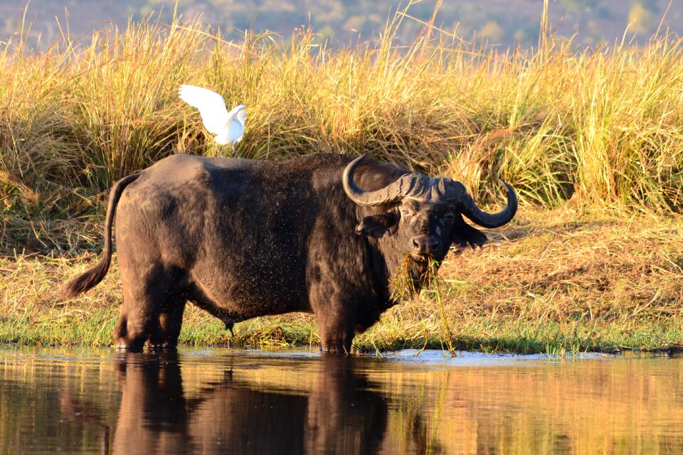 Animals botswana chobe