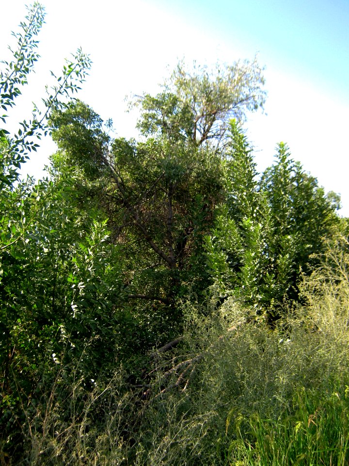 Garden Way - Wall - trees - streamlet - 17 Shahrivar st - Nishapur 31