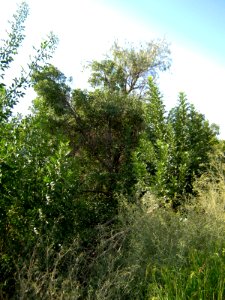 Garden Way - Wall - trees - streamlet - 17 Shahrivar st - Nishapur 31