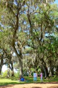 Garden view - Bok Tower Gardens - DSC02271