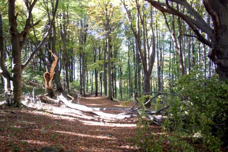 Galyatető, forest, death of a tree photo