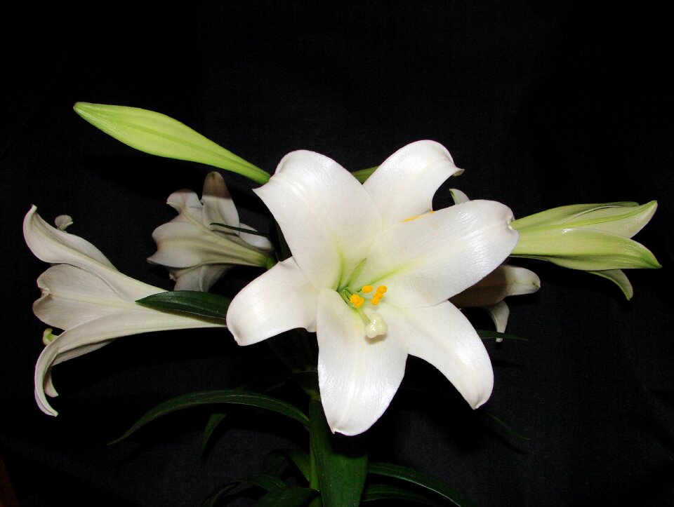 Floral blossom plant