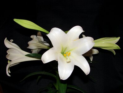 Floral blossom plant