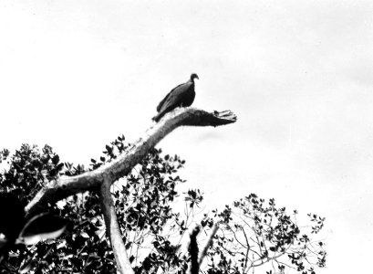 Gam i träd. Pearl Islands. Panama - SMVK - 004177