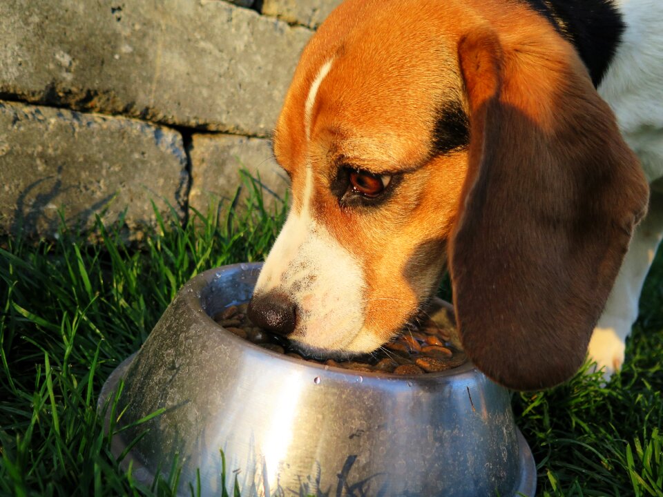 Dog food food dry