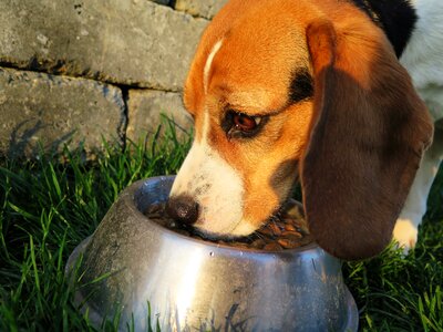 Dog food food dry