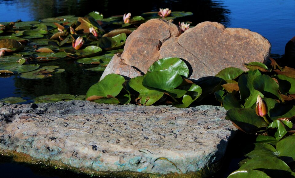 Water plant waterlily lake