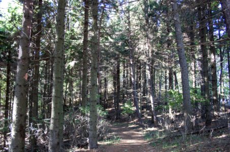 Galyatető, forest trail