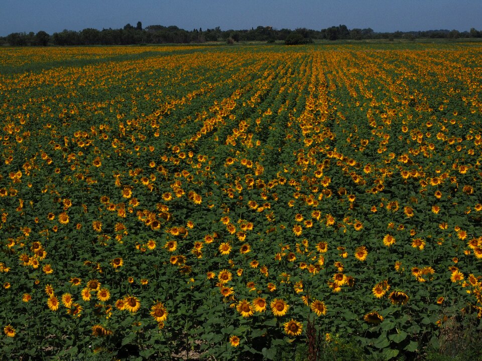 Flower nature plant