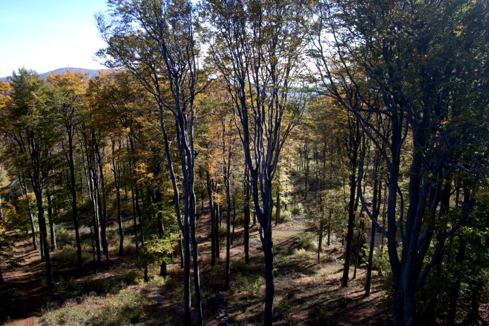 Galyatető, forest, Kékestető in the background-2
