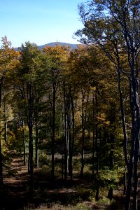 Galyatető, forest, Kékestető in the background