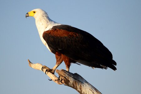 Bird of prey tiwer africa