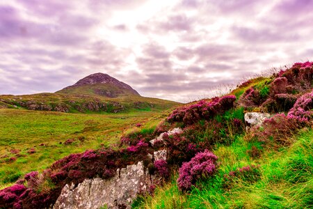 Grass nature landscape