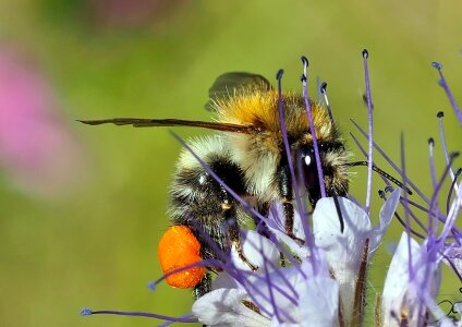 Phacelia insect spring