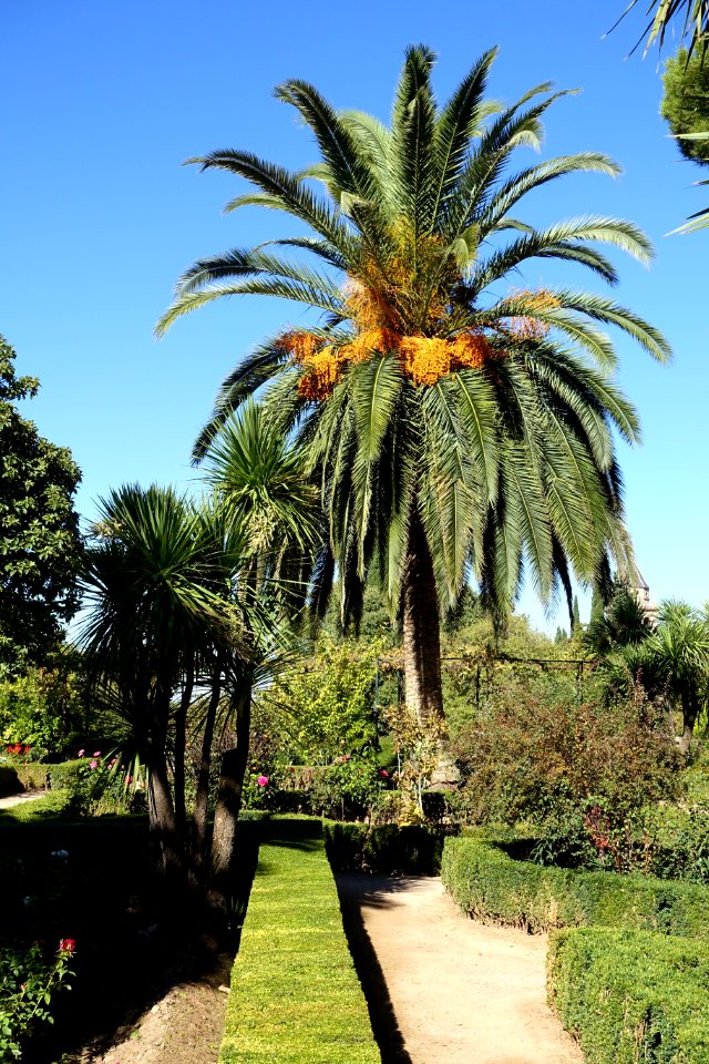 Gardens in Generalife - Alhambra, Granada, Spain - DSC07677