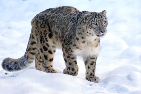 Threatened snow wildcat photo