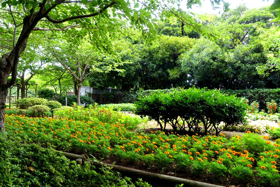 Garden spot - Enoshima, Japan - DSC07679