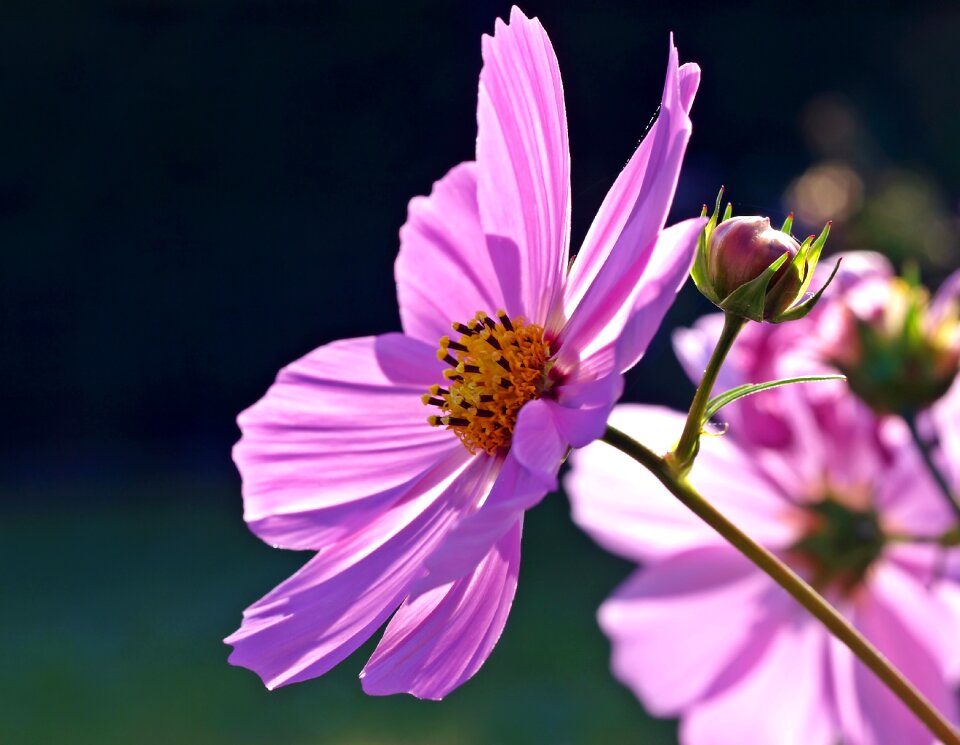 Cosmos cosmos flower violet