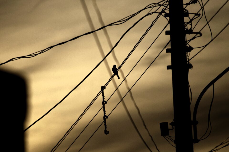 Silhouette sun bird