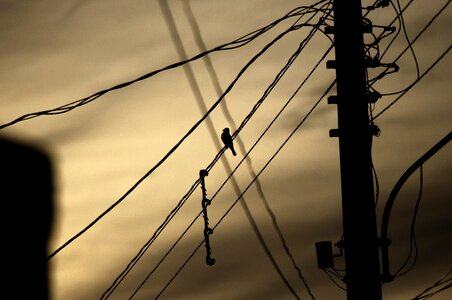 Silhouette sun bird photo