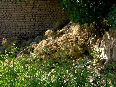Garden Way - Wall - trees - streamlet - 17 Shahrivar st - Nishapur 38