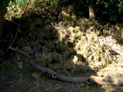 Garden Way - Wall - trees - streamlet - 17 Shahrivar st - Nishapur 40