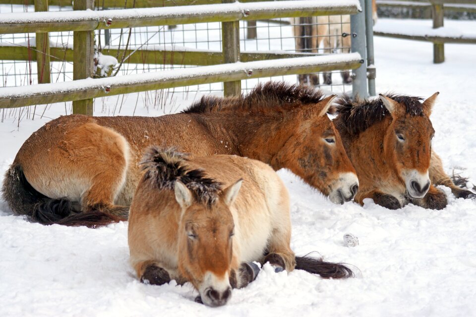 Creature nature equus ferus