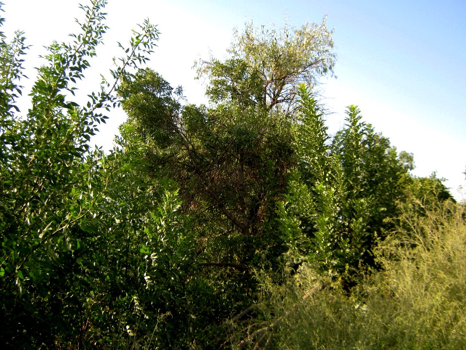 Garden Way - Wall - trees - streamlet - 17 Shahrivar st - Nishapur 32