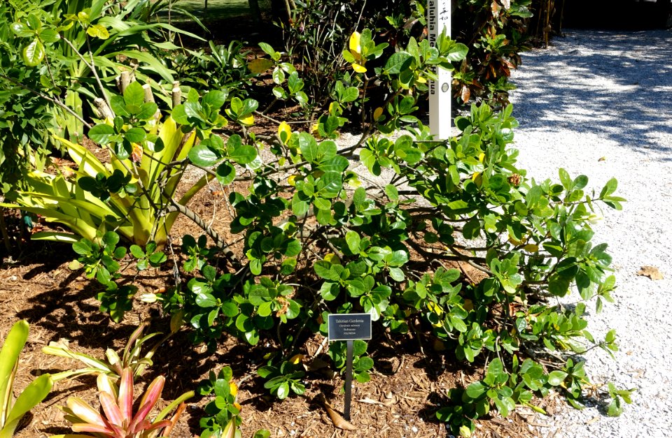Gardenia taitensis - Naples Botanical Garden - Naples, Florida - DSC09906