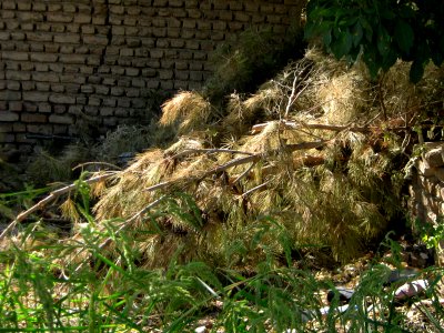 Garden Way - Wall - trees - streamlet - 17 Shahrivar st - Nishapur 39