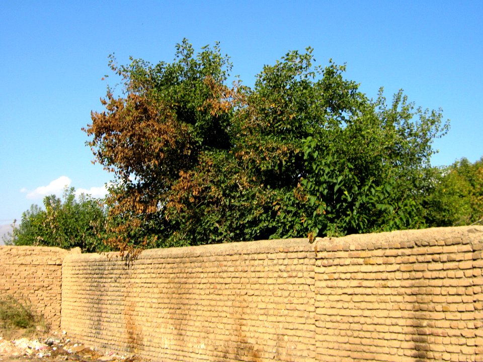 Garden Way - Wall - trees - streamlet - 17 Shahrivar st - Nishapur 36