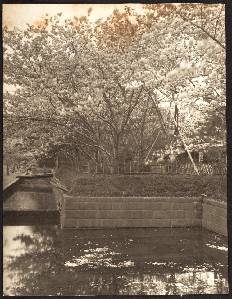 Garden with Cherry Trees in Bloom by Adolf de Meyer 1900-1910