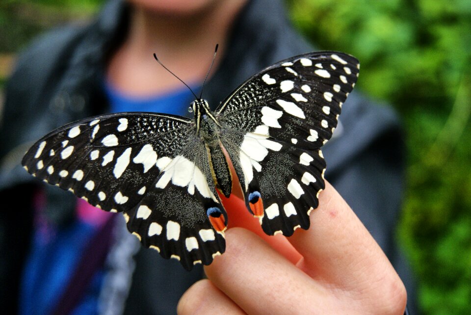 Nature insects butterfly park