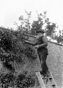 Gardener on a stepladder collecting fruit (1293873)