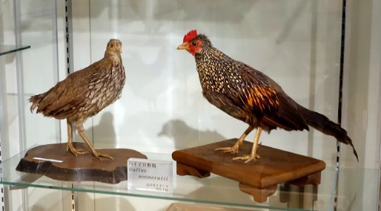 Gallus sonneratii - Food and Agriculture Museum - Setagaya, Tokyo, Japan - DSC09705