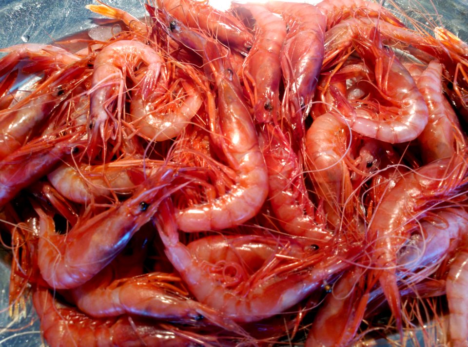 Gambes de Palamós crues a l'Espai del Peix de Palamós 2