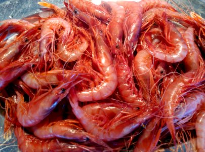 Gambes de Palamós crues a l'Espai del Peix de Palamós 2