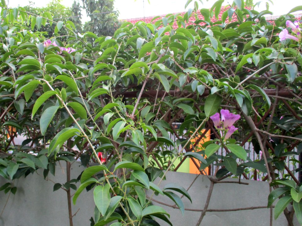 Garlic vine (Mansoa alliacea) habit