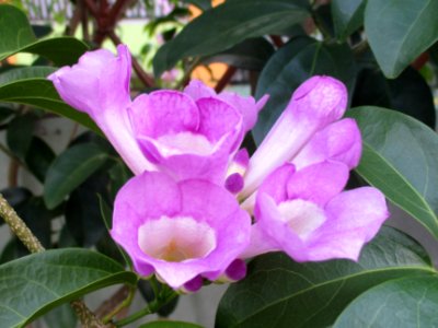 Garlic vine (Mansoa alliacea) flower 1