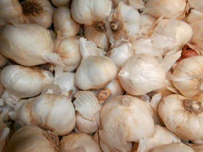 Garlic in a pile photo