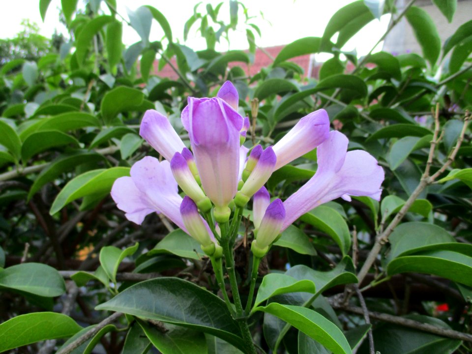 Garlic vine (Mansoa alliacea) flower 2