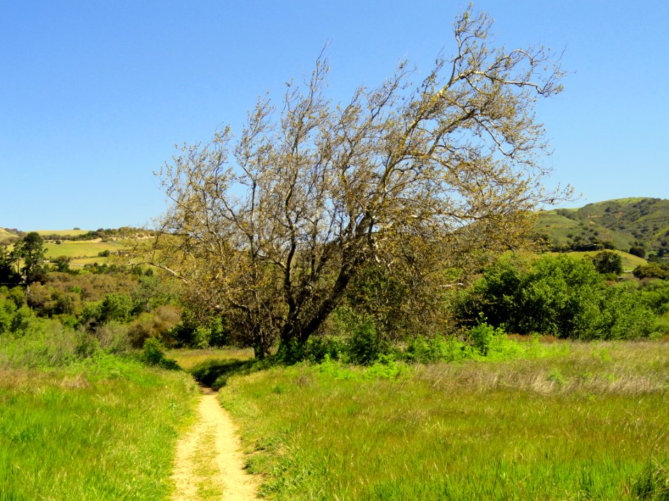 Garland Ranch Regional Park - Carmel Valley, CA - DSC06910