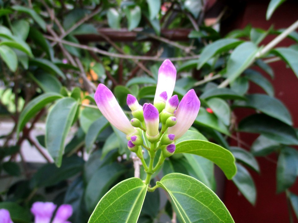 Garlic vine (Mansoa alliacea) flower buds