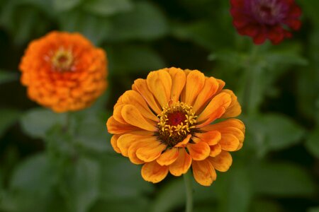 Orange nature plant photo