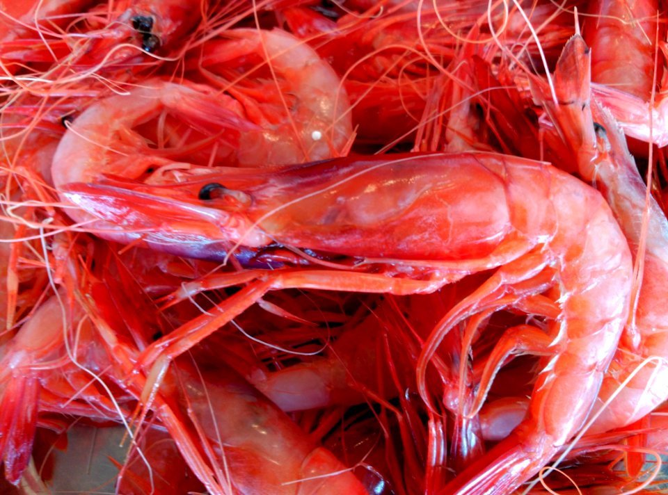 Gambes de Palamós crues a l'Espai del Peix de Palamós