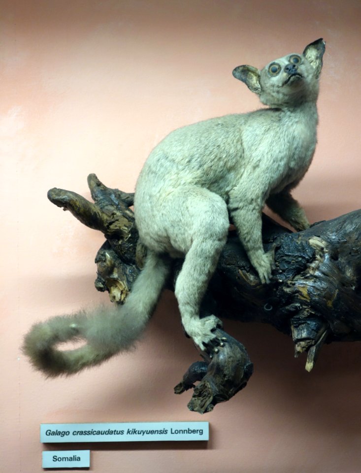 Galago crassicaudatus kikuyuensis - Museo Civico di Storia Naturale Giacomo Doria - Genoa, Italy - DSC02526