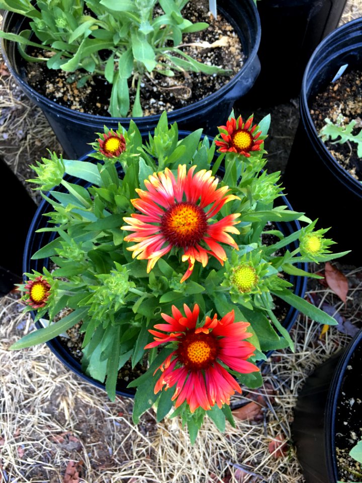 Gaillardia-arizona-red-shades-2712