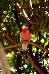 Galah-Devonport-20070310-015