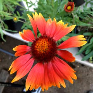 Gaillardia aristata public domain IMG 4979