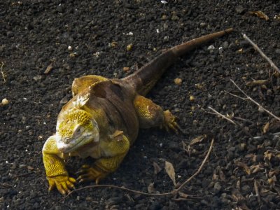Galapagos Land Iguana